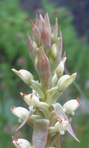 Satyrium ligulatum spike tip